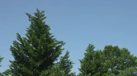 Tree and the sky Vídeo Stock 59824969