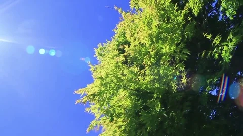 Tree and sky Stock Footage 77048815