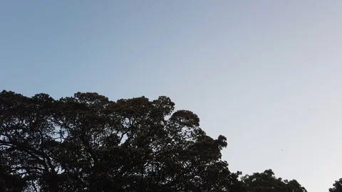 Tree and Sky 스톡 동영상 102191859