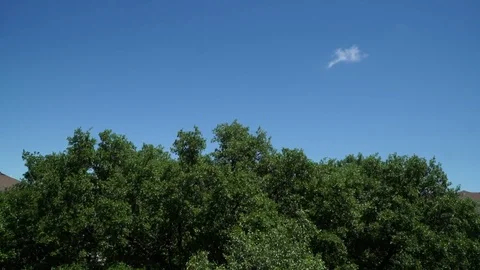 Tree and sky Video stock 106313105