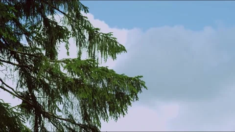 Tree and sky Stock Footage 136359631