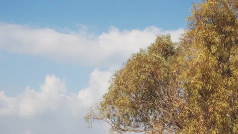 Tree and Sky Stock Footage 154665684
