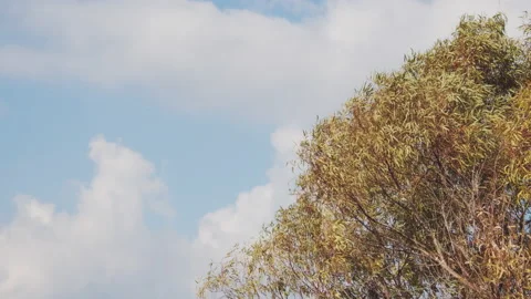 Tree and Sky Stock Footage 154666192