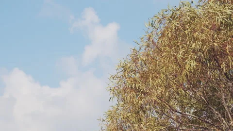 Tree and Sky Видео 154666479