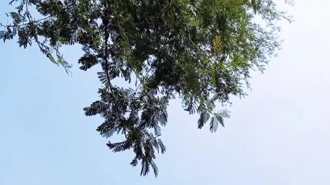 Tree and sky Stock Footage 169907417