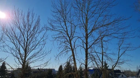 Tree and sky Stock-Footage 171974018