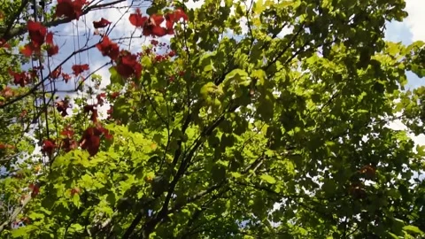 Tree and sky 動画素材 268136695