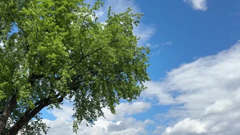 Tree and sky. Stock Footage 336101441