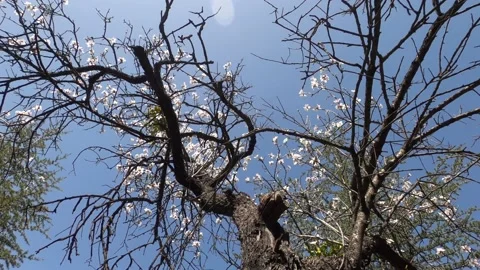 Tree and sky on forest Stock Footage 176804896