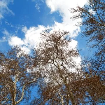 Tree and the sky  light Stock Photos