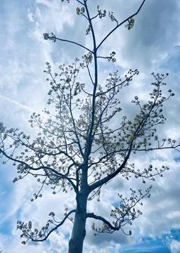 Tree and sky merging Stock Photos