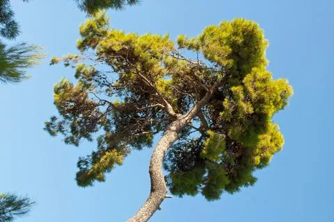 Tree and sky. Stock Photos