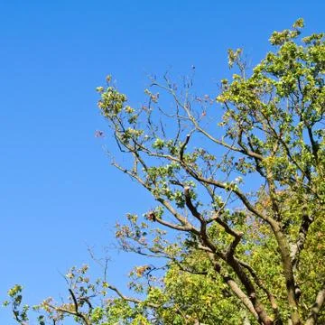 Tree and sky Stock Photos