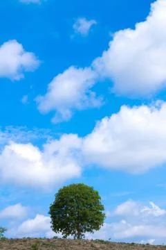 Tree and sky Stock Photos