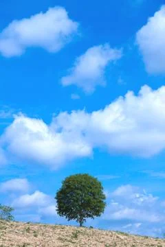 Tree and sky Stock Photos