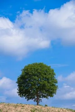 Tree and sky Stock Photos