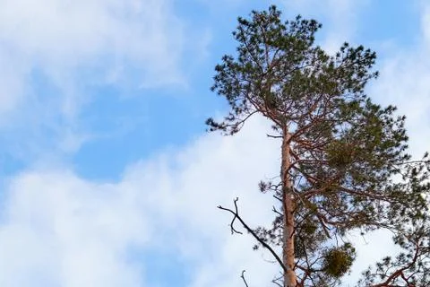 Tree and the sky Stock Photos