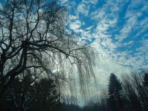 Tree and sky Stock Photos