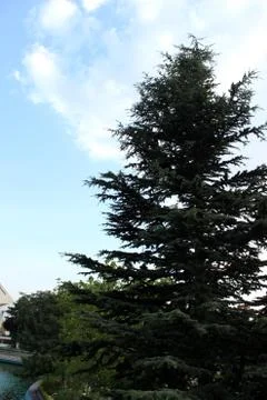 Tree and sky Stock Photos