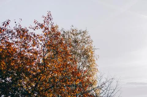 Tree And Sky Stock Photos