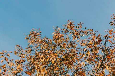 Tree And Sky Stock Photos