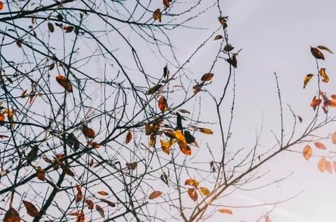 Tree And Sky Stock Photos