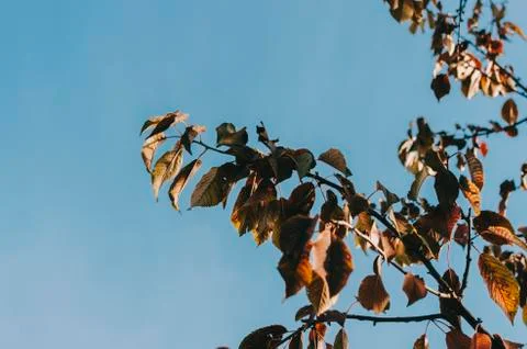 Tree And Sky Stock Photos