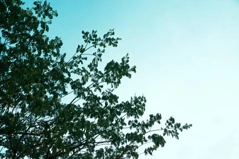 The tree and the sky Stock Photos