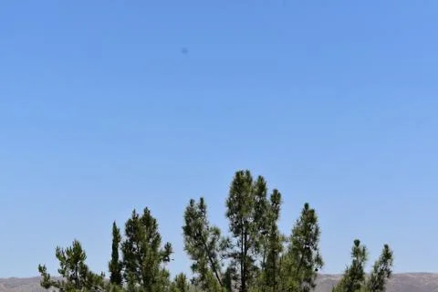 Tree and Sky 스톡 사진