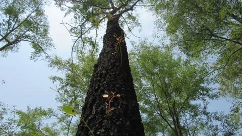 Tree and sky Stock Photos