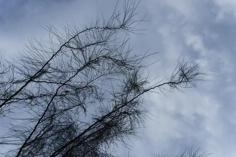 Tree and sky Stock Photos