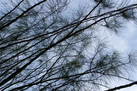 Tree and sky Stock Photos