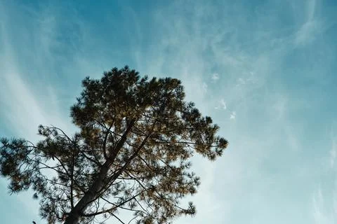 Tree and the sky Stock Photos