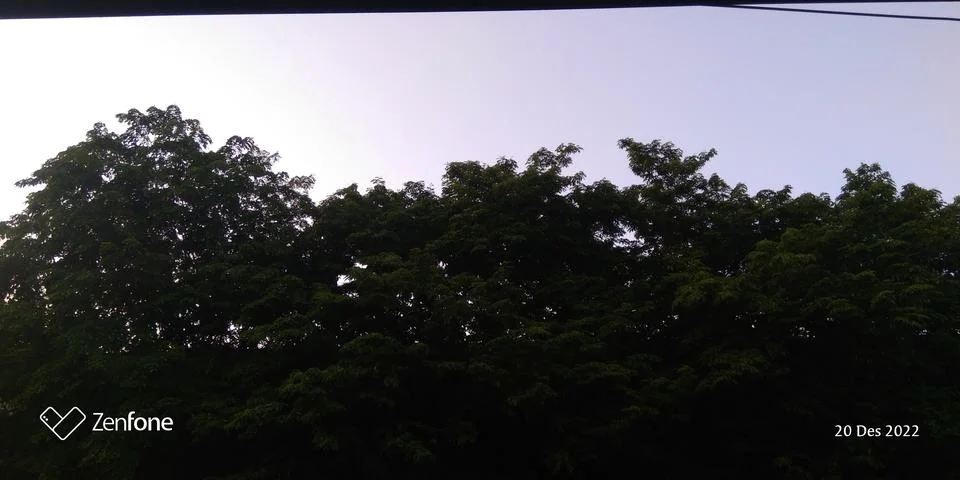 Tree and sky 写真素材