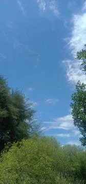 Tree and sky Stock Photos