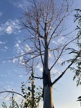 Tree and Sky Stock Photos