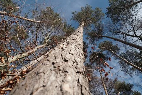 Tree and Sky Stock Photos