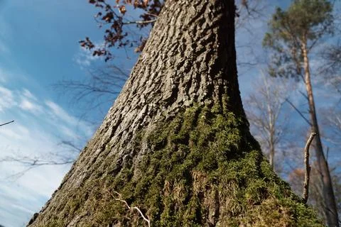 Tree and Sky Stock Photos