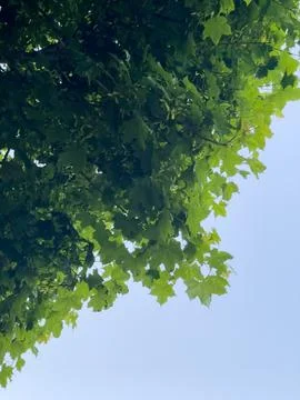 A tree and sky Stock Photos