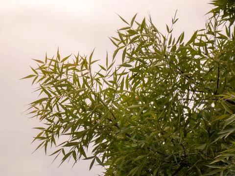 A tree and sky Stock Photos