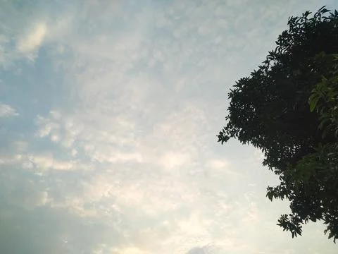 Tree and Sky Stock Photos