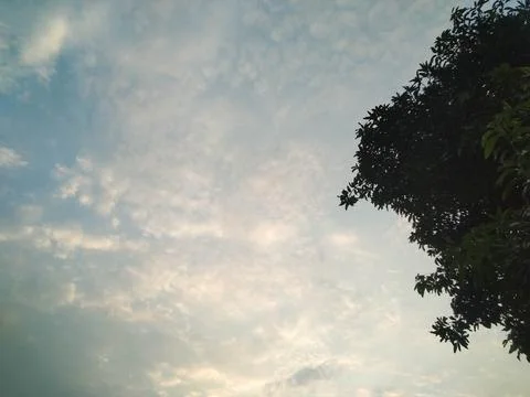 Tree and Sky Stock-Fotos