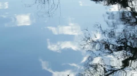 Tree and Sky Reflection Stock Footage 20936023