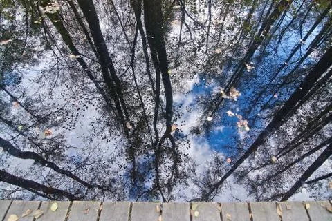 Tree and sky reflection Stock Photos