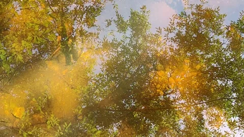 Tree and sky reflection rippling on water surface. 動画素材 334759483