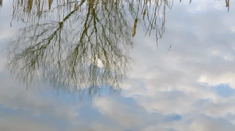 Tree and sky reflection on the surface of the pond. Stock Footage 35715807