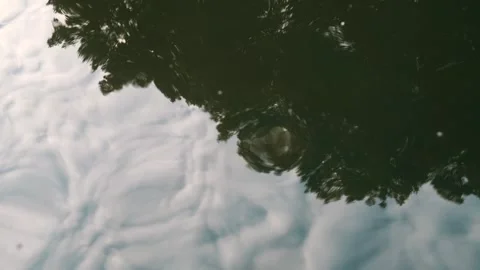 Tree and sky reflection on water surface Stock Footage 317660958