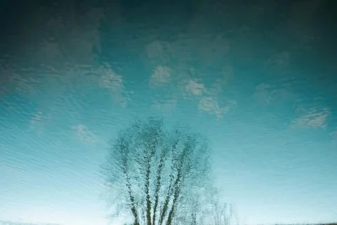 Tree and sky reflection in water Stock Photos