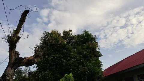 Tree and Sky with a Rustic Rooftop Stock Photos