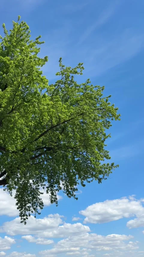 Tree and sky, vertical video. Stock Footage 336160292